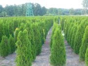 thuja-smaragd-180-200cm-lebensbaum-smaragd-heckenpflanzen-wurzelballen-kostenloser-versand-deutschland-und-osterreich[1].jpg